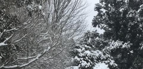 Snow drapes the trees. 